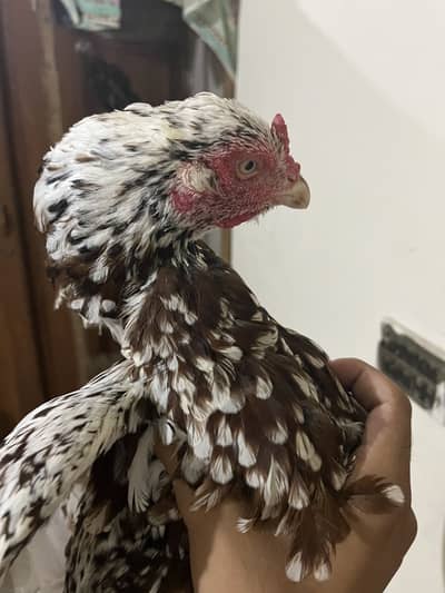 Aseel Hen pure Mianwali bareed