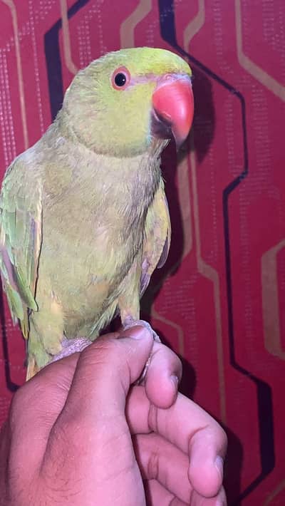 Hand tame parrot