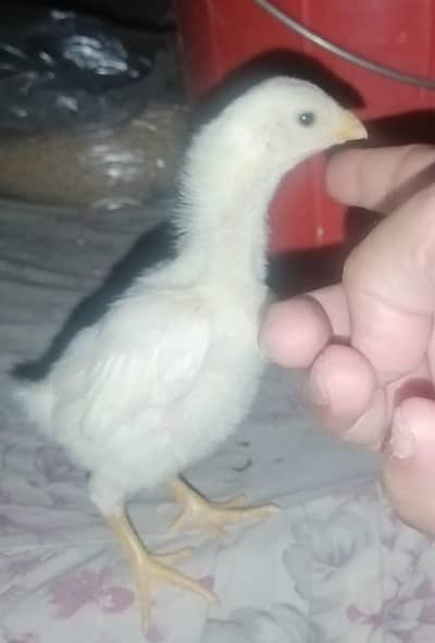 White shamoo Chicks & eggs available