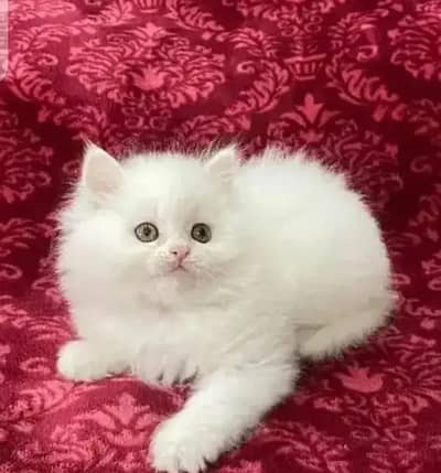 Persian female kitten for sale delivery available all Pakistan