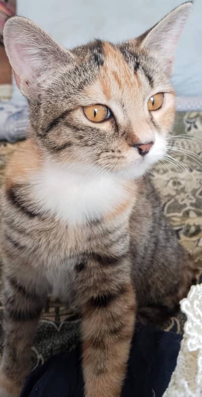 Beautiful Trorbie Female Kitten for Adoption