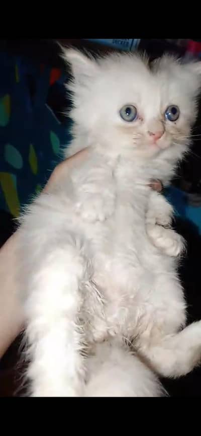 Persian kittens available for sale