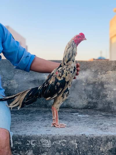 2 Aseel Birds for Sale