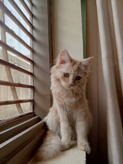 Persian x Cat femail