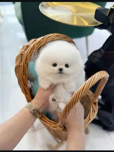 Pomeranian puppies 03255580193