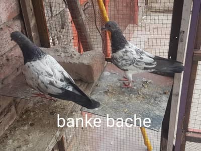banke bache +slati male sialkoti female pair tady pair
