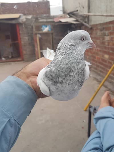 cheena pair +slati male  + tady pair+dubaz patha pathi golden pair