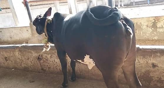 bachiya black Punjab facepach  Khireee