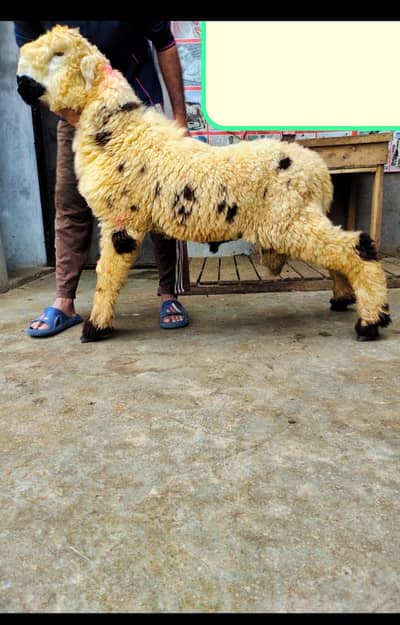 Beautiful Mundra Sheep ( Sindhi Mundra ) for Sale - Healthy & Active