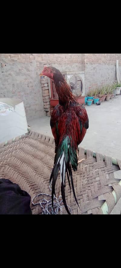 All setup for sale WhatsApp  03046329468