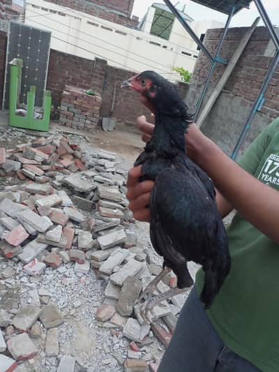 WhatsApp  03046329468