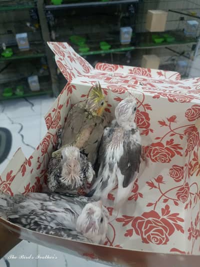 vpied cocktails chicks available for hand tame