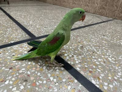 kashmiri raw parrot | parrot | raw parrot | raw parrots chiks |
