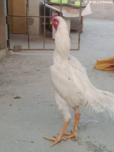 beautiful germon o shamo