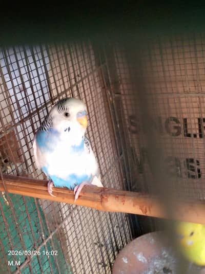 All setup for sell urgent sell in malir cannt