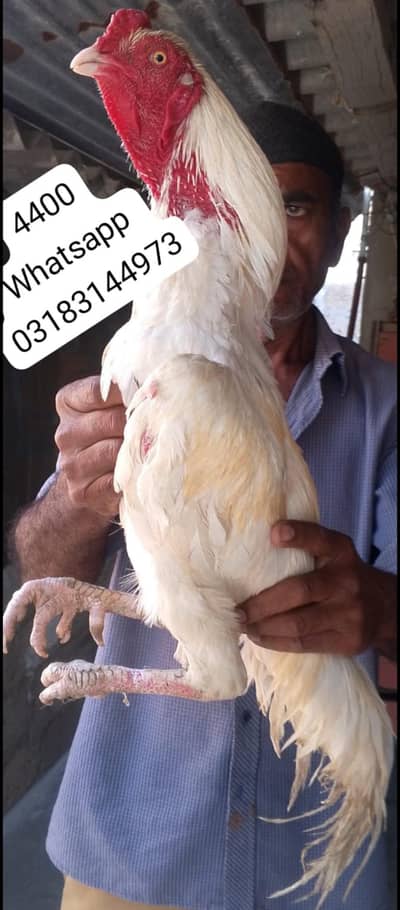 aseel murga | aseel murgi | murga