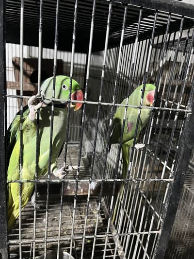 Raw pair with 2 chicks