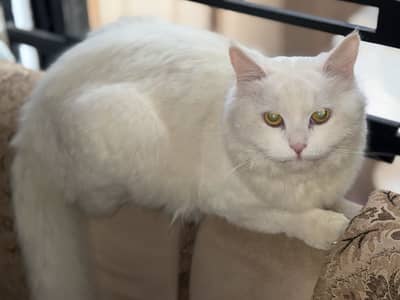 Triple coat Persian pair 18months fully vaccinated for saleeee