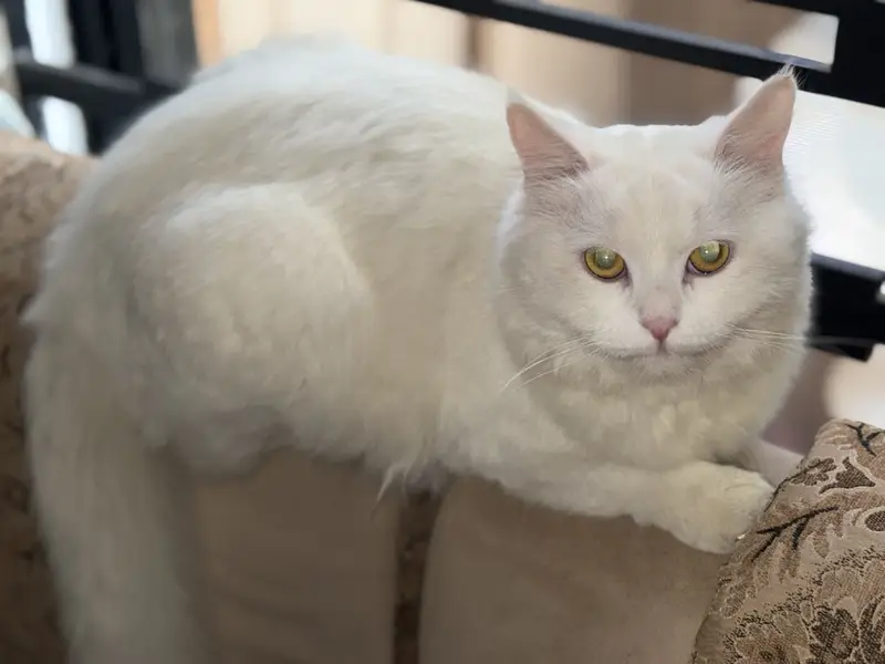 Triple coat Persian pair 18months fully vaccinated for saleeee