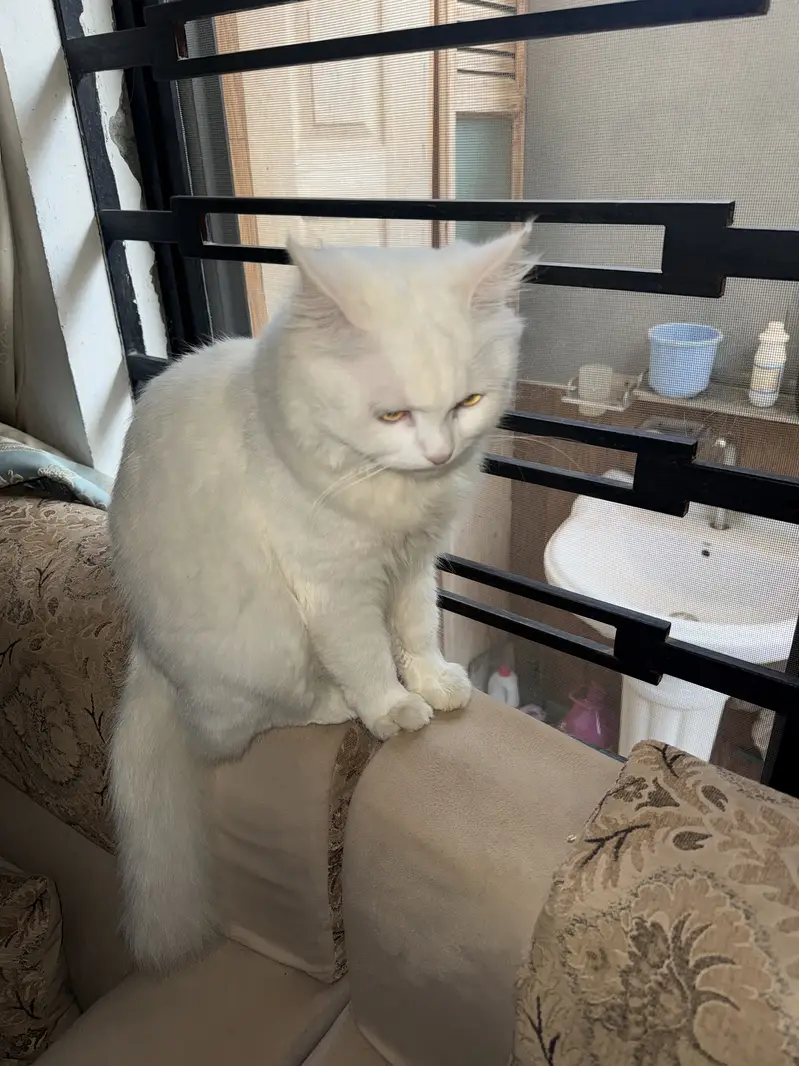 Triple coat Persian pair 18months fully vaccinated for saleeee — photo 2