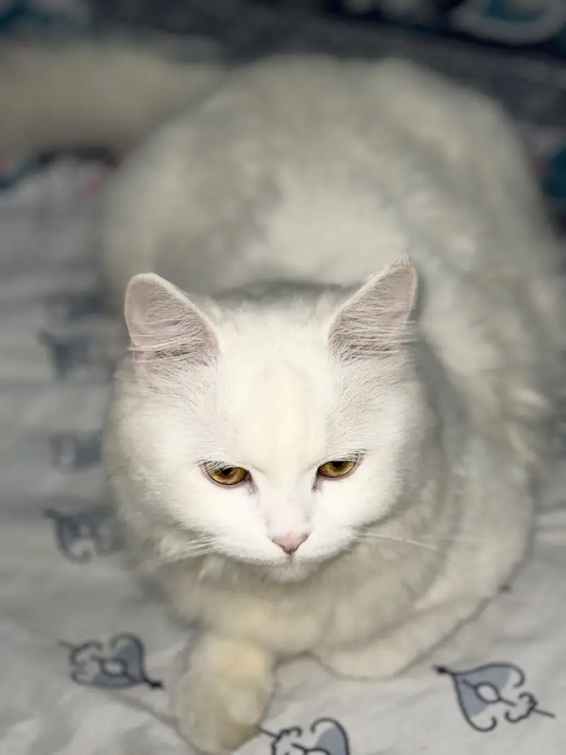 Triple coat Persian pair 18months fully vaccinated for saleeee — photo 3