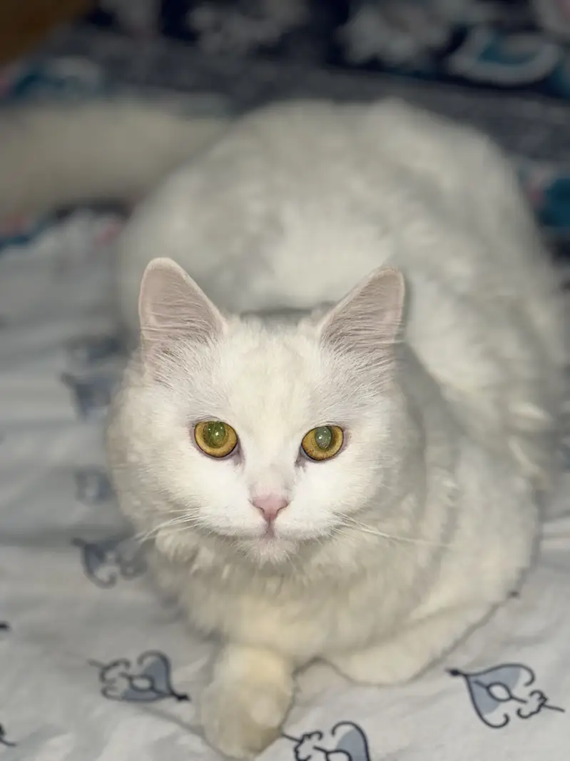 Triple coat Persian pair 18months fully vaccinated for saleeee — photo 4