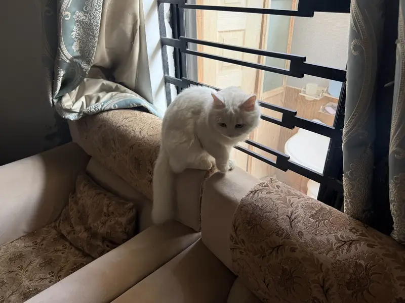 Triple coat Persian pair 18months fully vaccinated for saleeee — photo 5