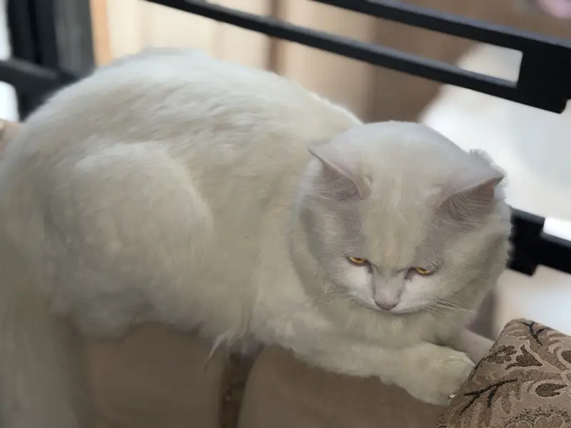 Triple coat Persian pair 18months fully vaccinated for saleeee — photo 6