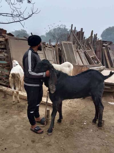 usman Chishti 