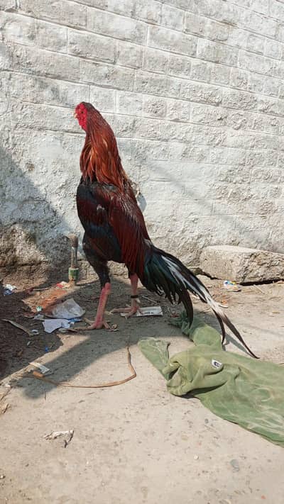 Aseel murgha for sale