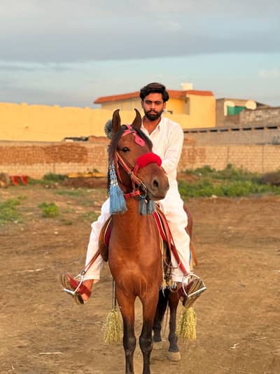 nezabaz chalbaaz ghora