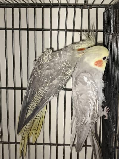 cocktail breeder pair bacho k sath or box