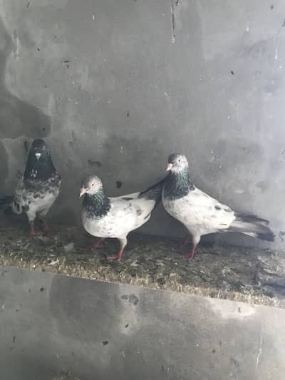 Salaita Kaboter kabotar pigeon male