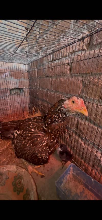 Pure Aseel brooder hen with chicks