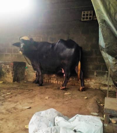 7.5 ki gbhan ha 3suwa sua gi inshallah boht quality buffalo ha