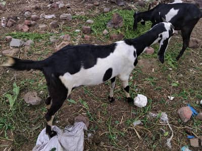 dougli nasal ki bakrian aur bakry dastiyab hen