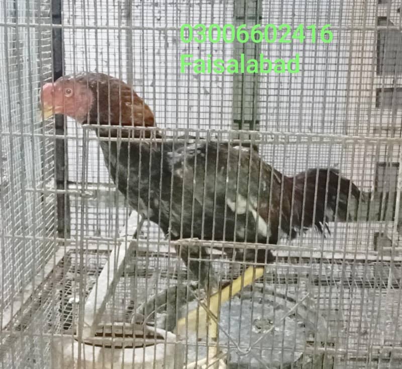 ایک سال کے پٹھے 1