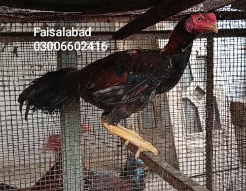 ایک سال کے پٹھے 2