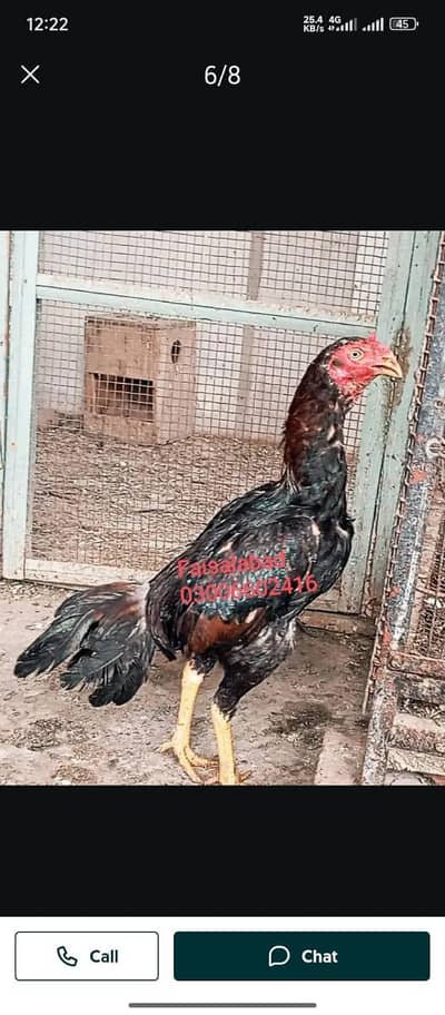 ایک سال کے پٹھے