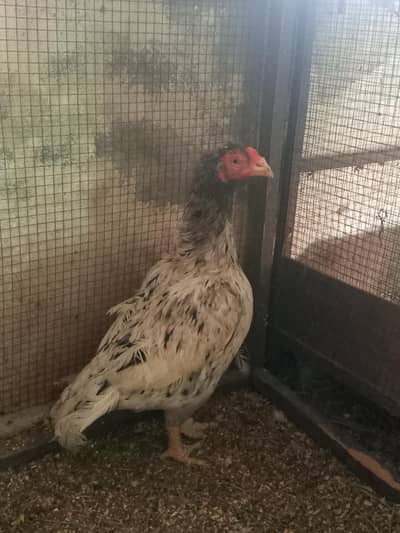 Aseel Cheeni Breeder Female