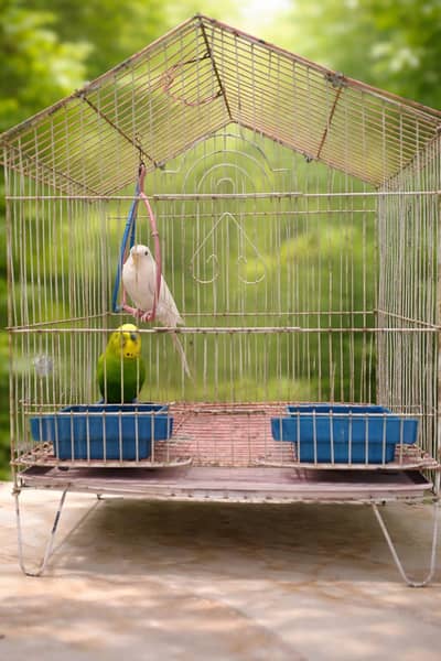 Young Albeeno birds with cage