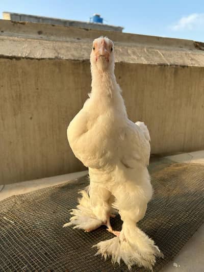 Golden Heavy buff and white Heavy Cochin For sale