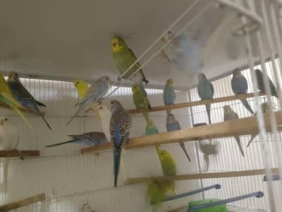 “Young Budgie Chicks – Fresh Stock Available Now!” 