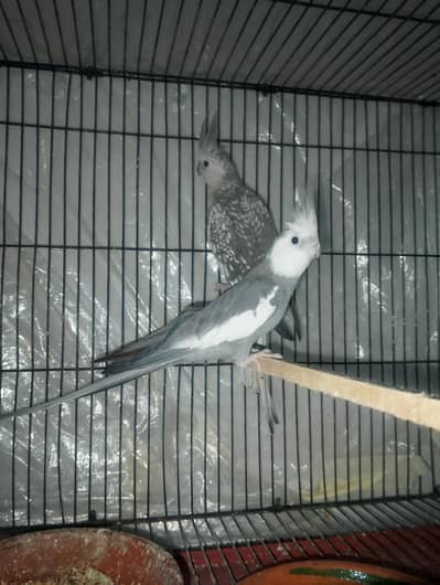 coctail pair with cage with box and egg fartil egg ha