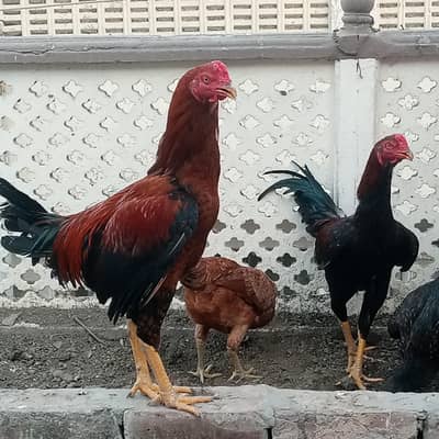 Pila and Lakha Aseel Fertile Eggs