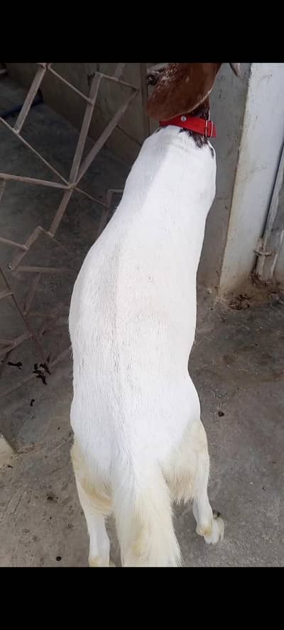 BAKRA FOR SALE