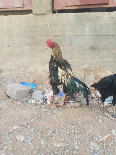 parmose phatha hai jis ko cheez ki smj hai wohe rabta kry