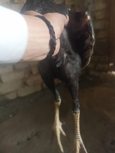 Black aseel for sale