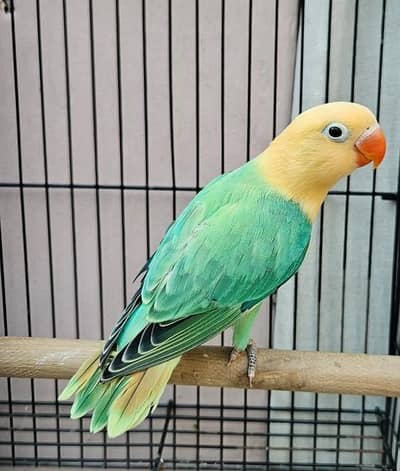 aqua B1 op split ino male or female available