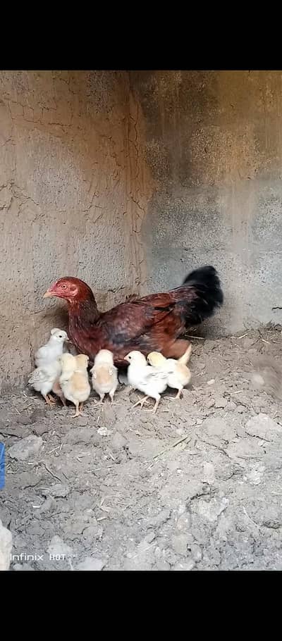 aseel murghi for sale